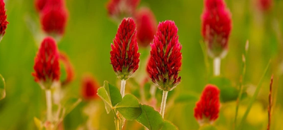 TREFLE ROUGE